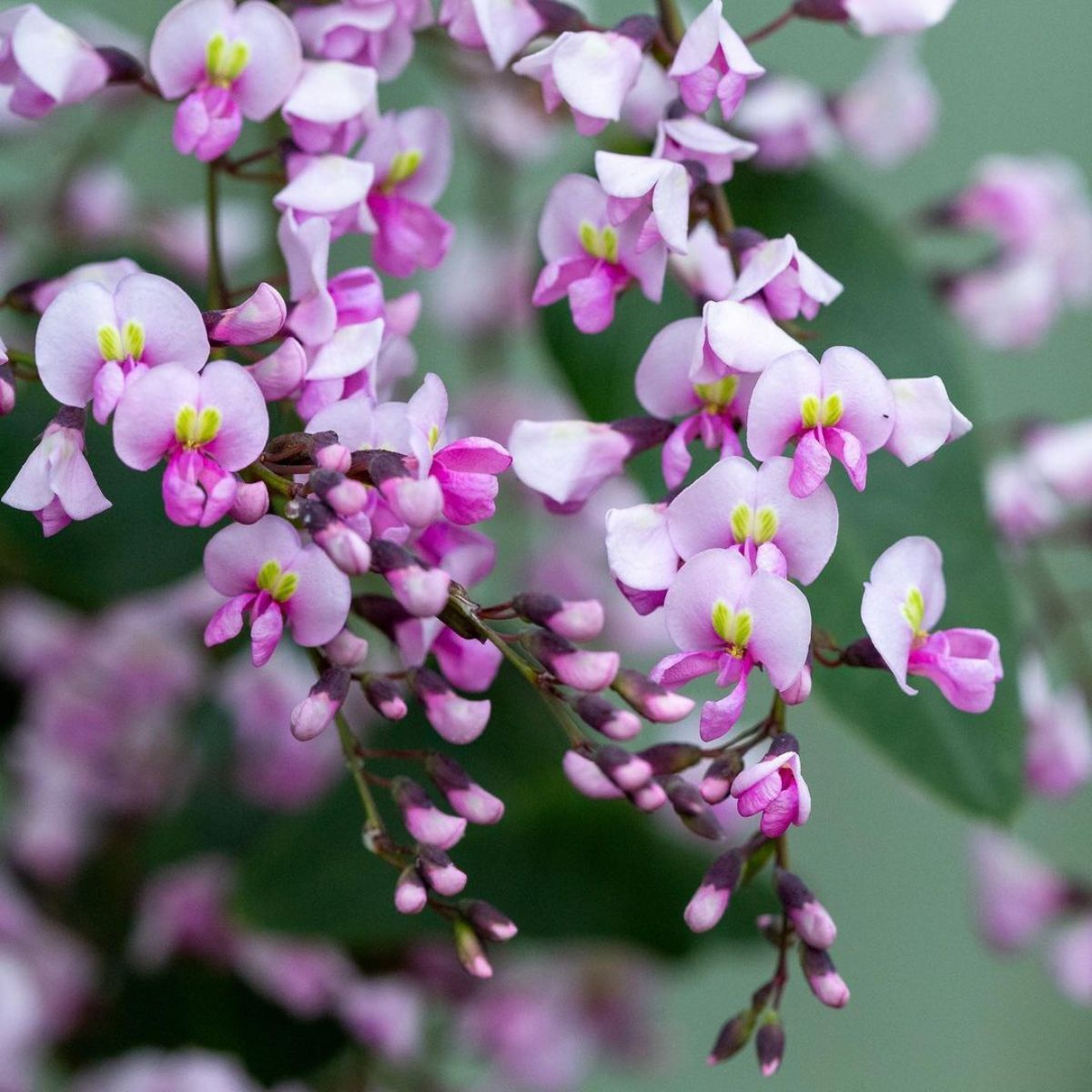 Hardenbergia- Pink