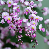 Hardenbergia- Pink