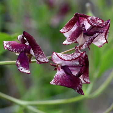 Sweetpea- Streamers Purple