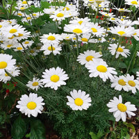 Heirloom Pyrethrum Seeds – Non-GMO Flower Seeds for Planting