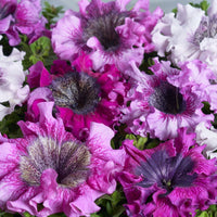 Petunia- Superbissima Rosea