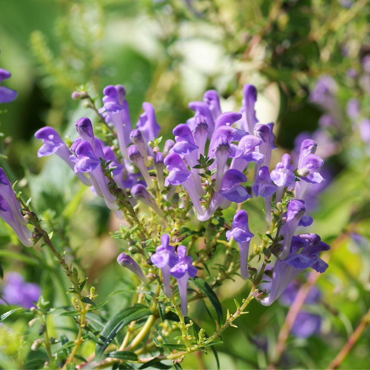 Skullcap- Oriental Blue