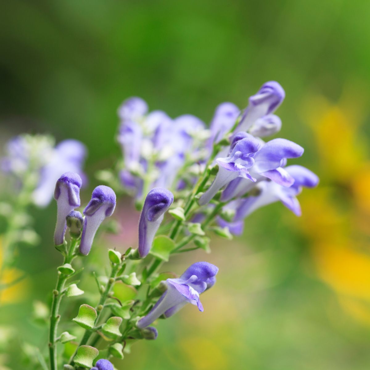 Skullcap- Oriental Blue