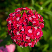 Sweet William- Scarlet Beauty