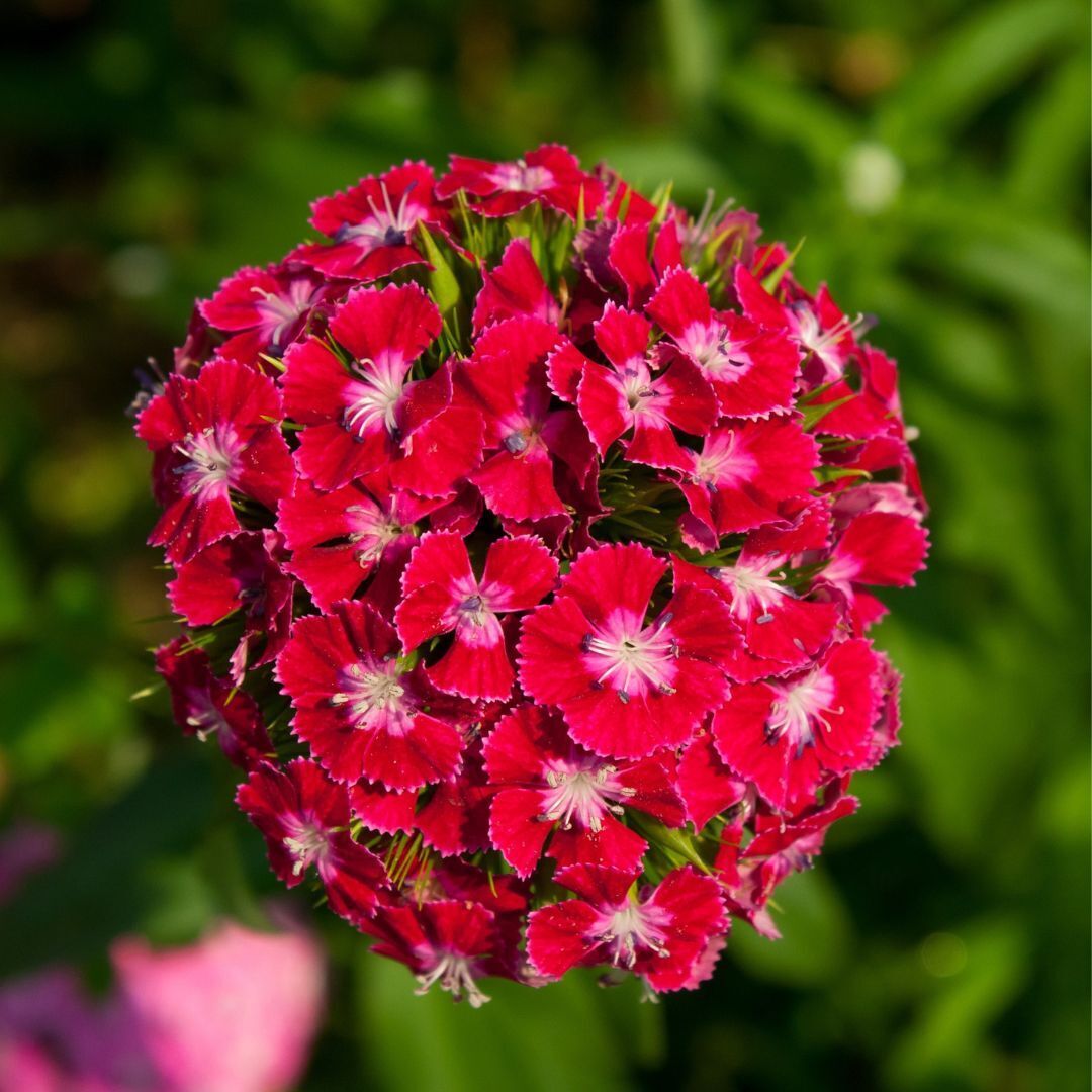 Sweet William- Scarlet Beauty