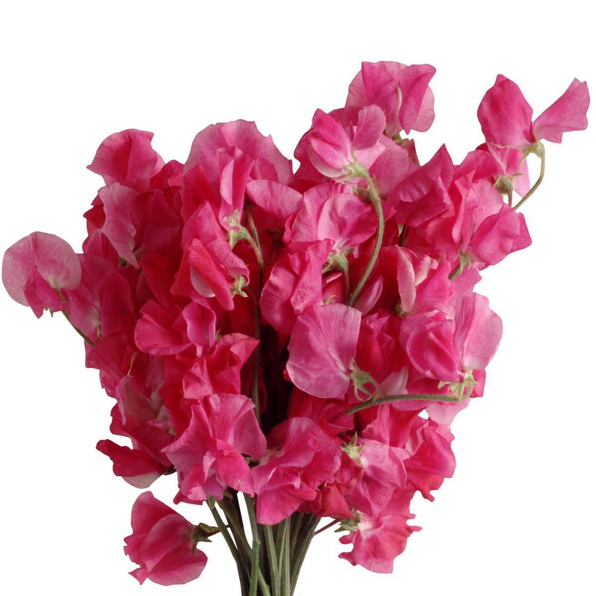 Sweetpea- Elegance Deep Rose