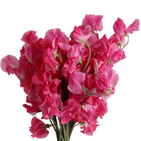 Sweetpea- Elegance Deep Rose