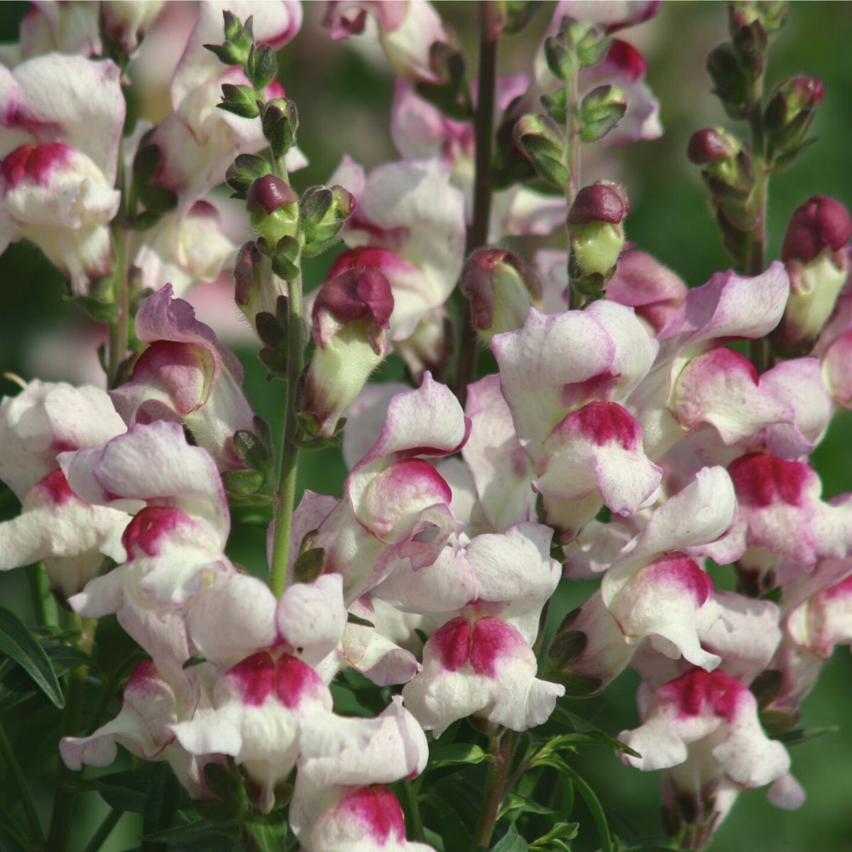 Snapdragon- Lucky Lips