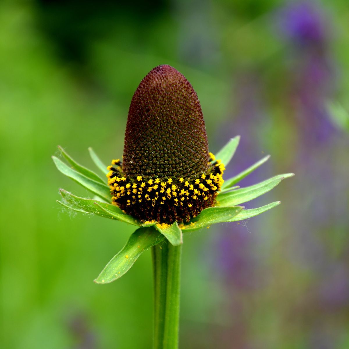 Rudbeckia- Green Wizard