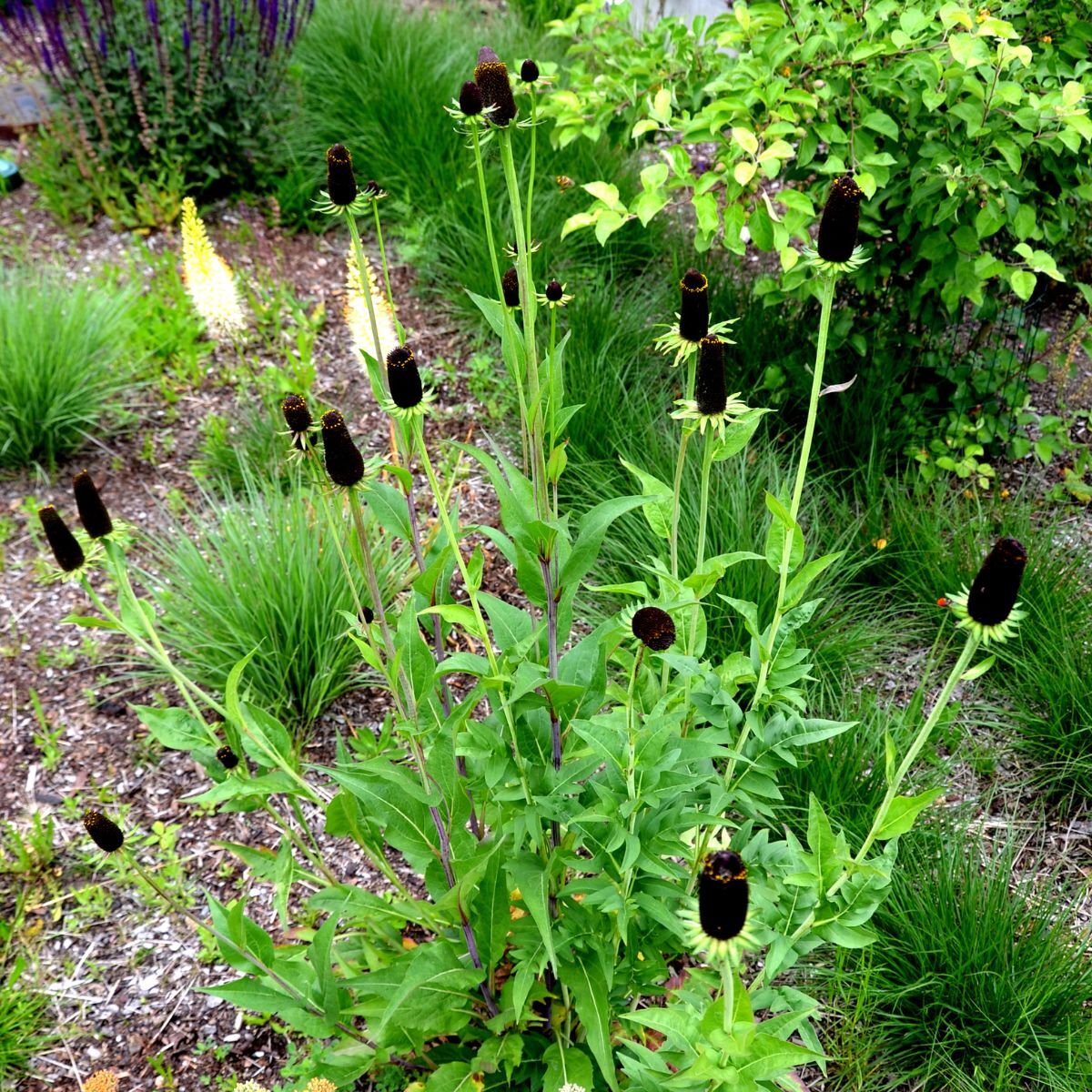 Rudbeckia- Green Wizard