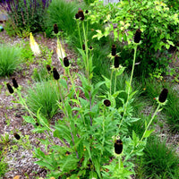 Rudbeckia- Green Wizard