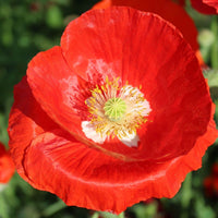 Poppy- American Legion