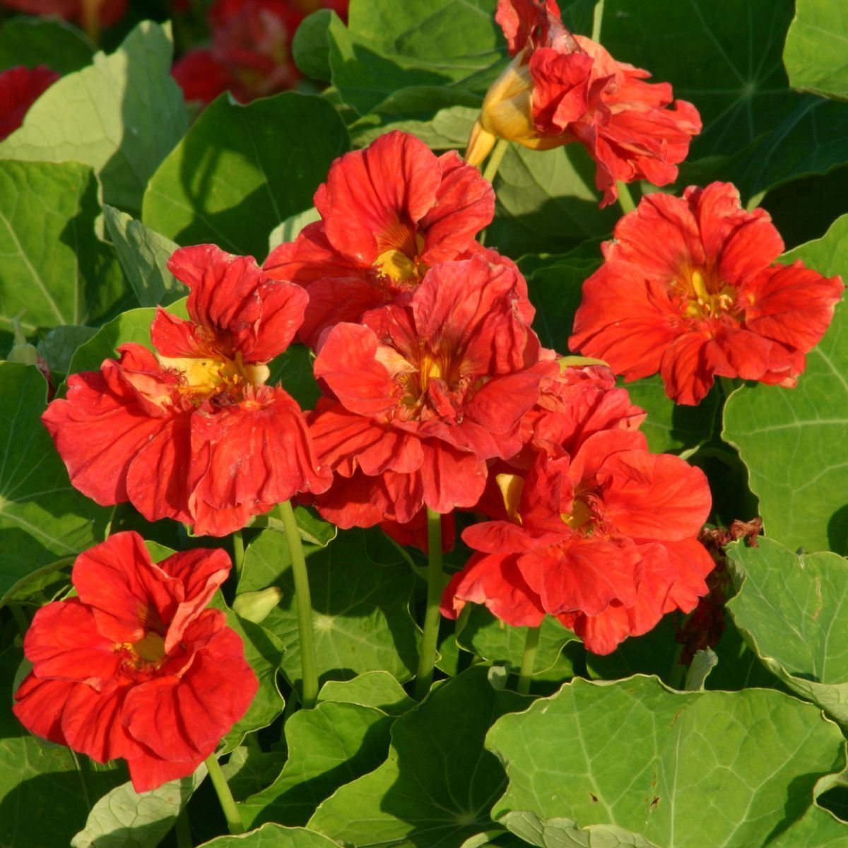 Nasturtium- Cherrelle