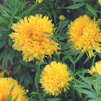 Marigold, African- Simba Yellow