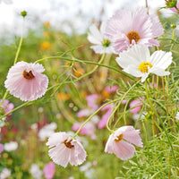 Cosmos- Cupcakes Blush and White Mix