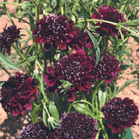 Pincushion Flower- Burgundy Beau