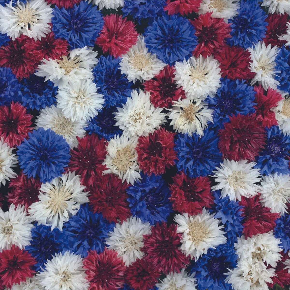 Cornflower- Fireworks Mix