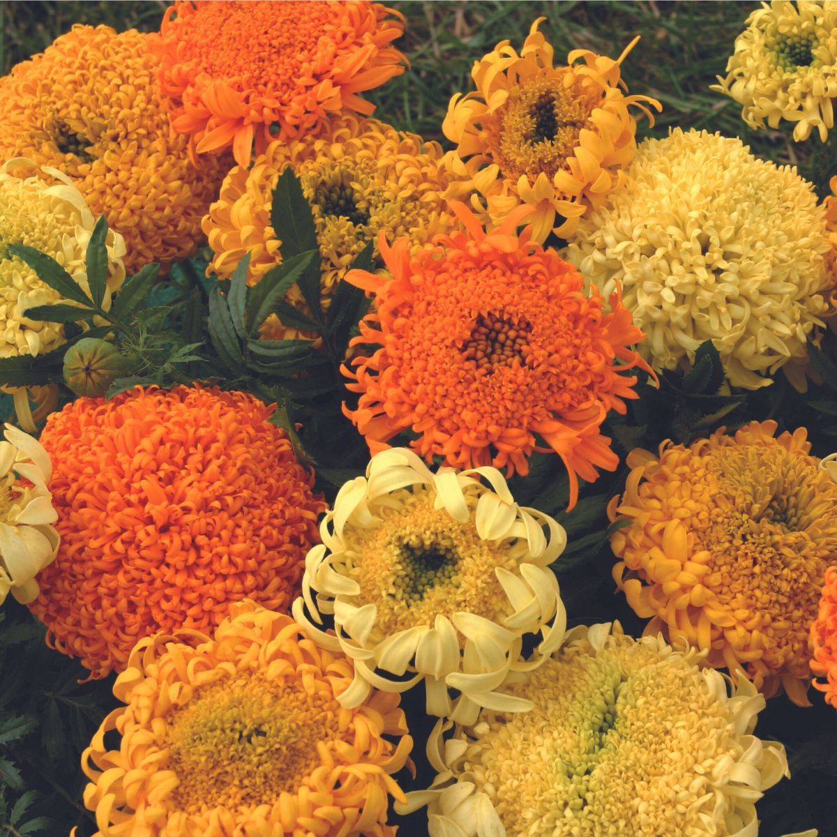 Marigold, African- Yummy Mummy