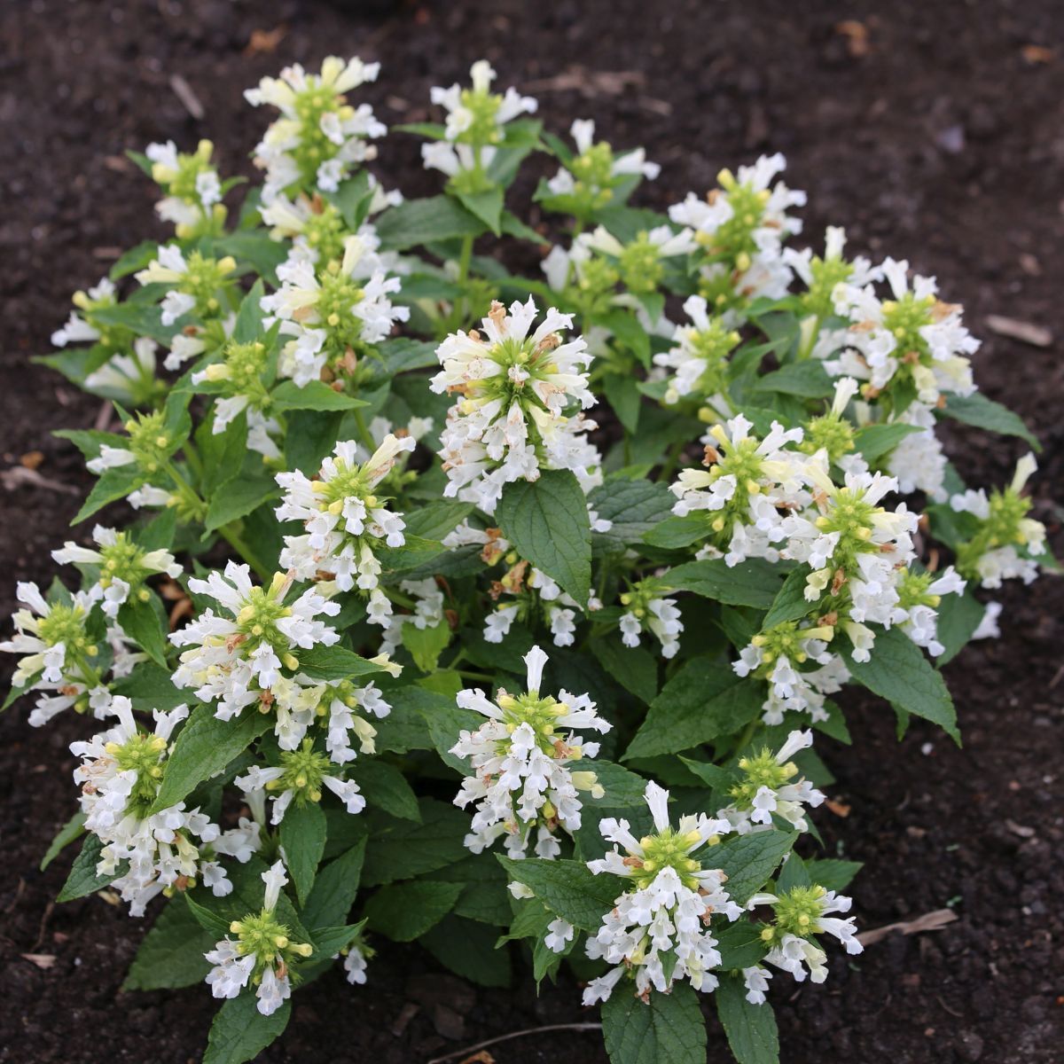 Catmint- Snow Panther