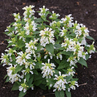 Catmint- Snow Panther