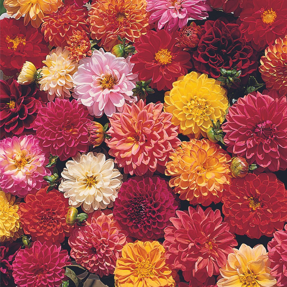Dahlia- Double Extreme Mix