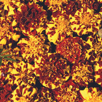 Marigold, French- Mr Majestic Double