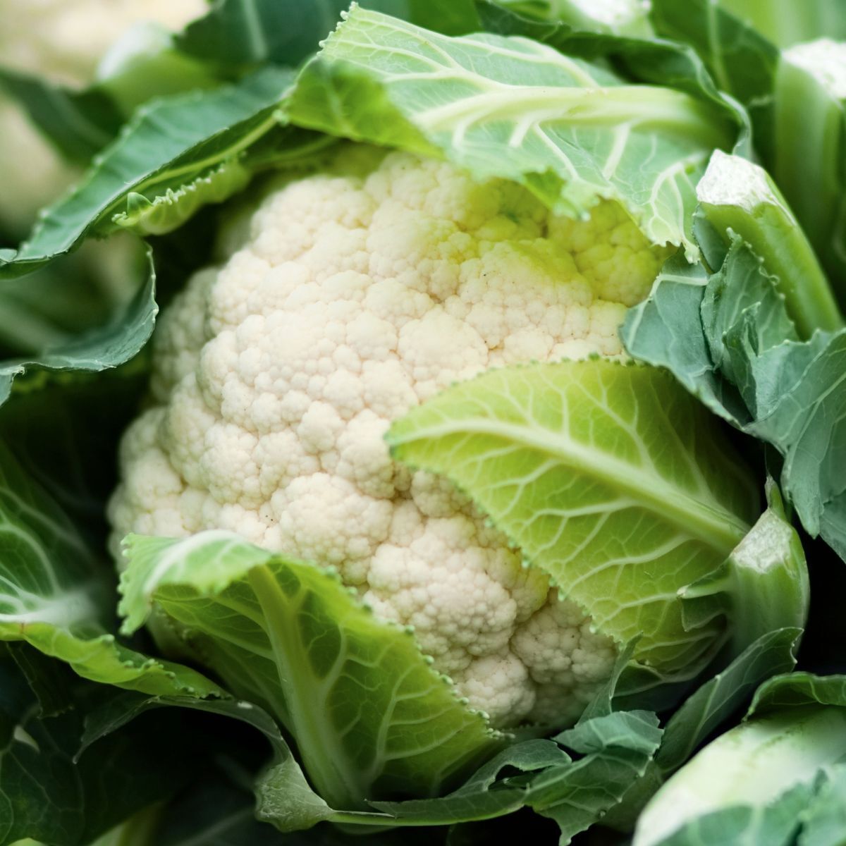 Cauliflower- Selection 174