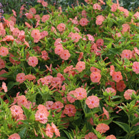 Four O'Clocks- Salmon Sunset