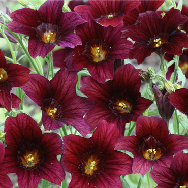Painted Tongue Flower- Black Trumpets