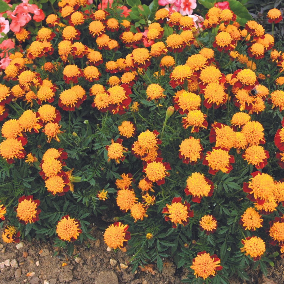 Marigold, French- Solan