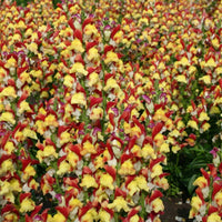 Snapdragon- Mango Twist