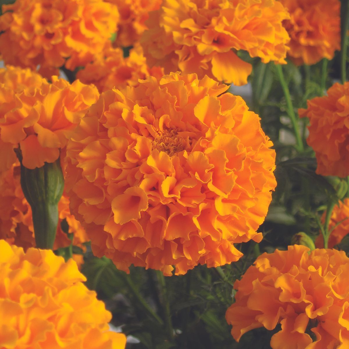 Marigold, African- Savannah Sun