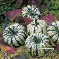 Sweet Dumpling – Delicata Squash Seed