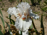 Head Over Heels Bearded Iris Seeds