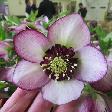 French Kiss Single Hellebore