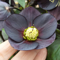New York Night Single Hellebore