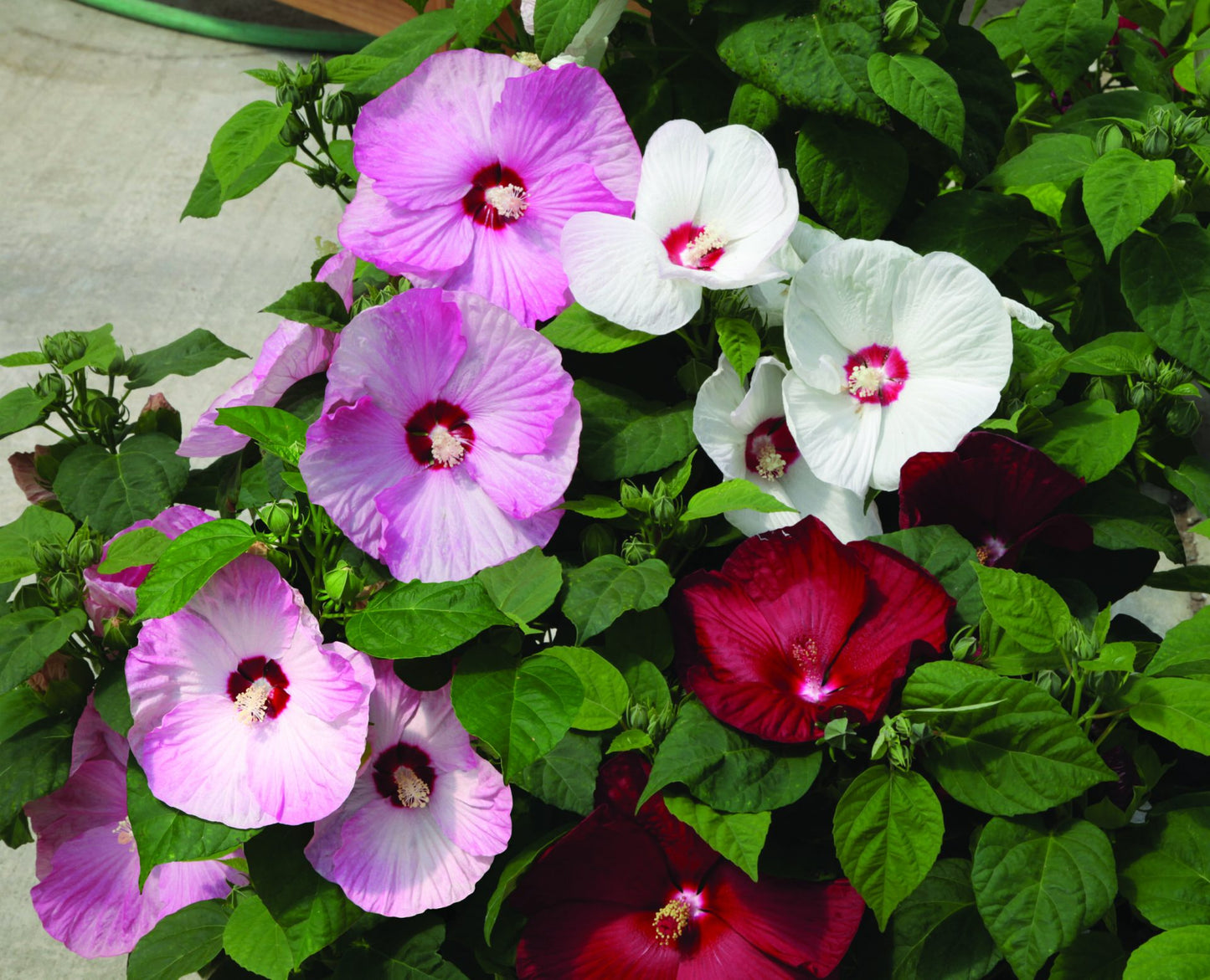 Hibiscus Mixed Colors Giant Perennial Exotic Flower Seeds