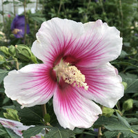 Pink & White Hibiscus Heirloom Non-GMO Seeds for Planting