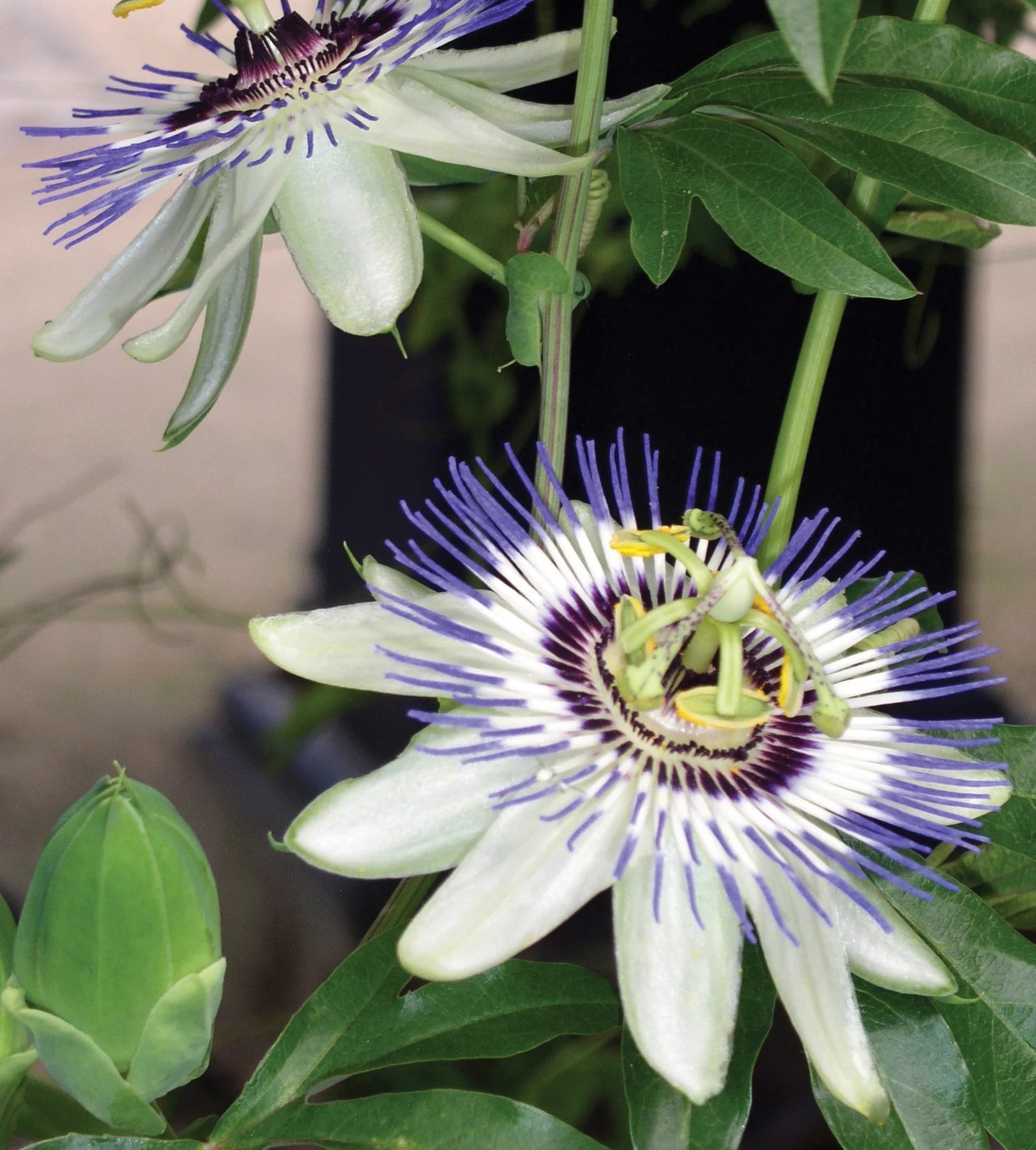 Sky Blue White Passion Flower Seeds for Planting – Organic, Heirloom, Non-GMO Seeds - Blue for planting in home garden