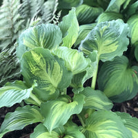Lakeside Paisley Print Hosta