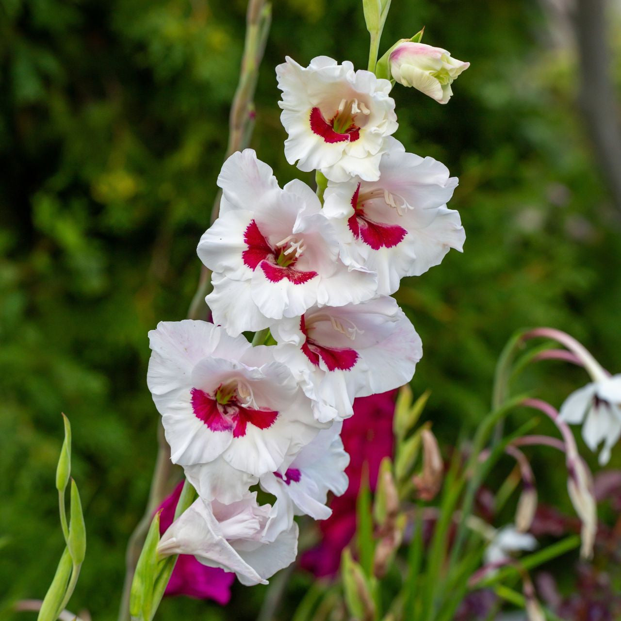Fiorentina Gladiolus