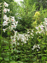 Giant Himalayan Lily