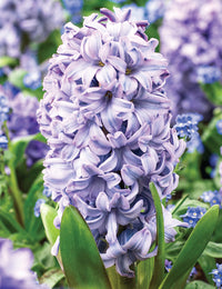 Hyacinth- Purple Star