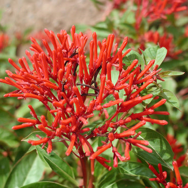 Heirloom Hamelia Patens Flower Seeds, Non-GMO Firebush Blooms for Hummingbird-Friendly Garden Planting