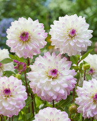 Hapet Blue Eyes Dahlia
