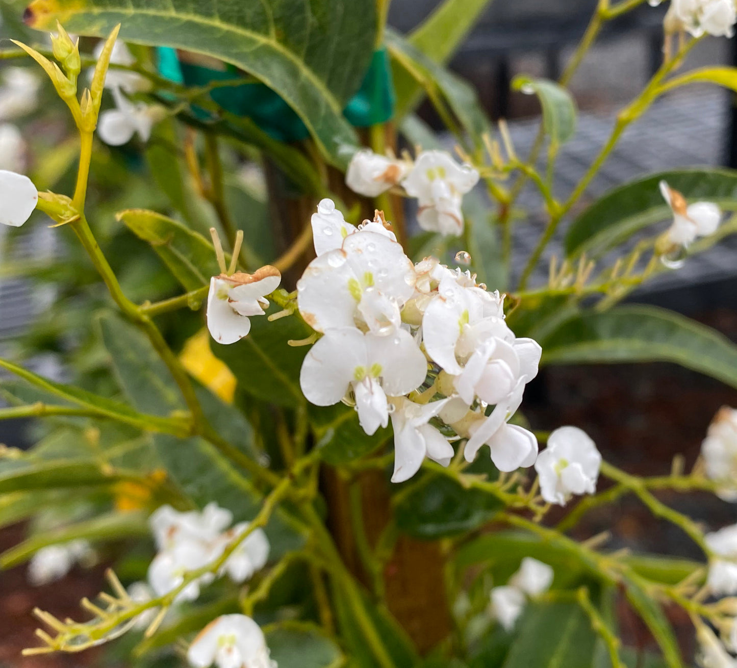 Hardenbergia- White