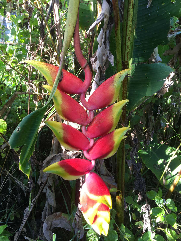 Heirloom Heliconia Harlingii Flower Seeds – Non-GMO Seeds for Tropical Garden Planting