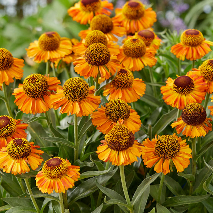 Heirloom Non-GMO Helenium Autumn Lollipop Flower Seeds for Planting – Vibrant Late-Season Garden Blooms