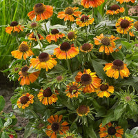 Heirloom Non-GMO Helenium Autumn Lollipop Flower Seeds for Planting – Vibrant Late-Season Garden Blooms