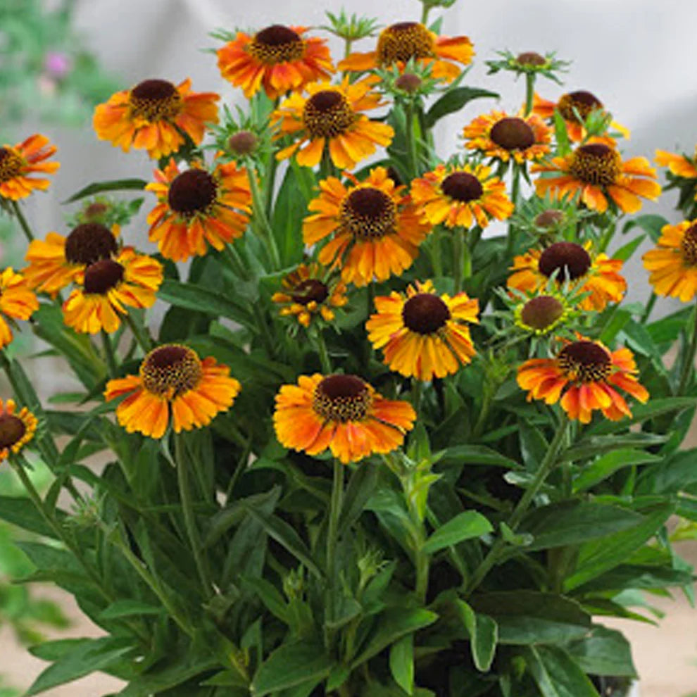 Heirloom Non-GMO Helenium Autumn Lollipop Flower Seeds for Planting – Vibrant Late-Season Garden Blooms - Non-GMO for planting in home garden